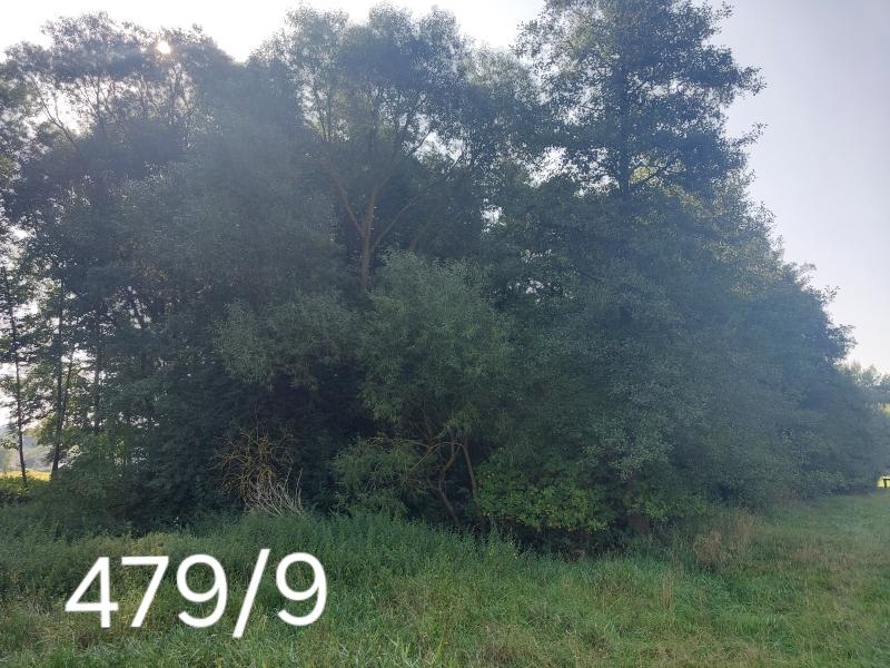 Prodej — Prodej 1 les. p. k.ú. Okrouhlá Radouň S 518/25/191