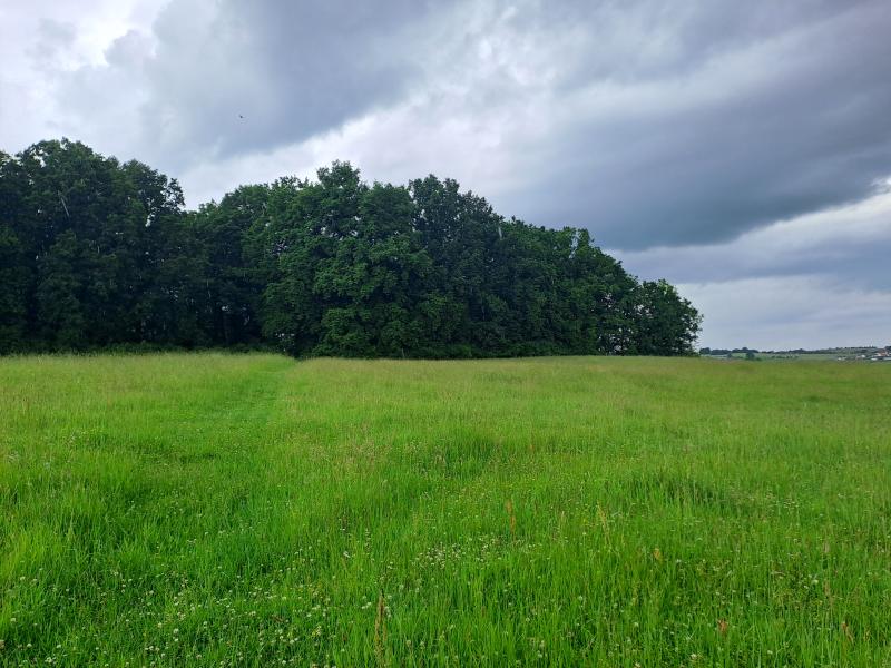 Prodej — S391/25 - lesní pozemky k.ú. Chvalovice u Netolic