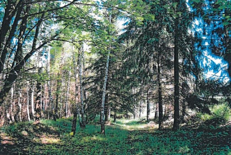 Prodej — Prodej pozemku v k.ú. Česká Bělá S 264/26